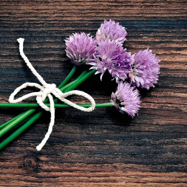 Chive Flower Blossom