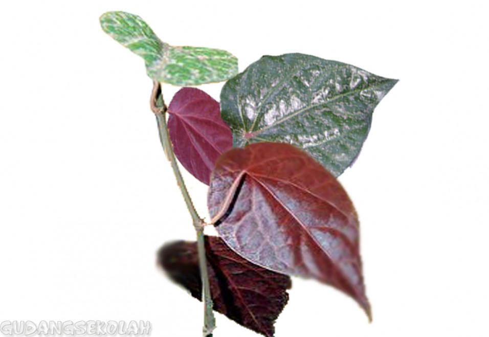 Kandungan daun sirih merah