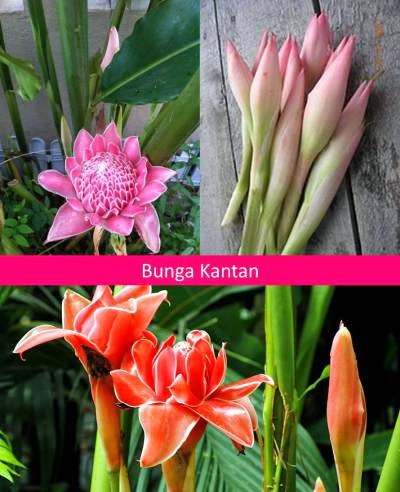 The Tropical Herbs Plants Nursery | Pengusaha & Pembekal Tanaman Anak
