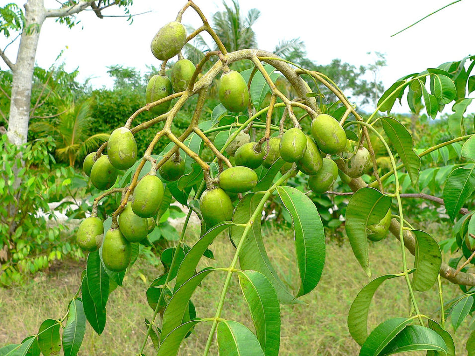 Pengusaha & Pembekal Anak Pokok Kedondong (Canarium spp) - Untuk Dijual