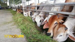 Penternak & Pembekal Lembu Pedaging Berkualiti di Kuala Lumpur & Selangor