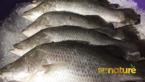 Ikan Siakap Putih Segar & Premium – Harga Murah untuk Pemborong di Malaysia