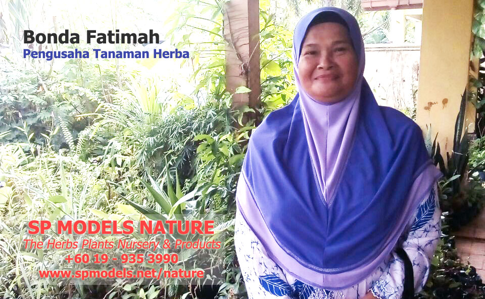 Tropical Herbs Plants Nursery - Pengusaha Tanaman ...