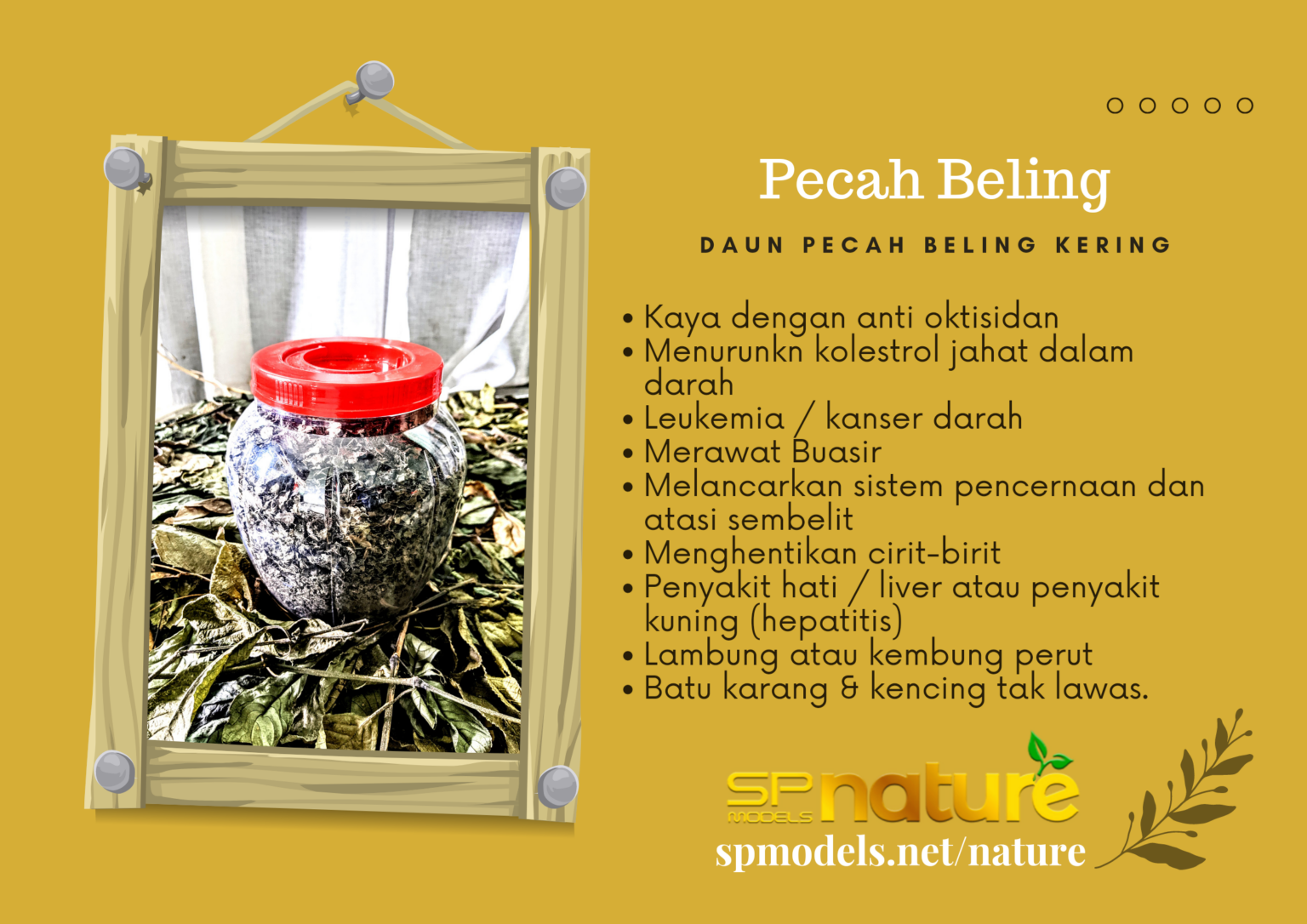 Pembekal Daun Pecah Beling Kering | Pengeluar, Pemborong, Pengusaha ...